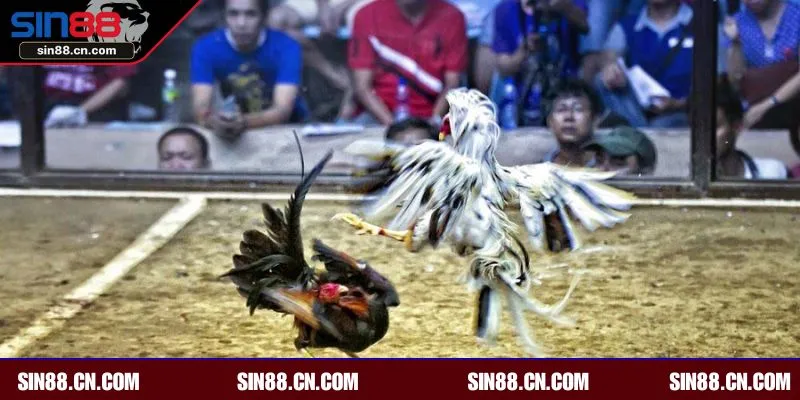 Chọi gà online loại hình giải trí hấp dẫn tại SIN88