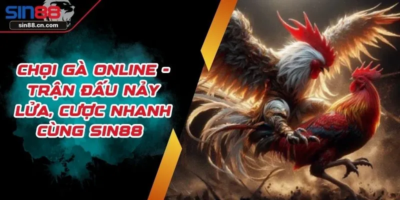 Chọi Gà Online - Trận Đấu Nảy Lửa, Cược Nhanh Cùng SIN88