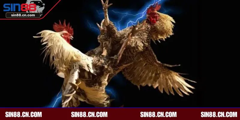 Luật chơi cần nắm