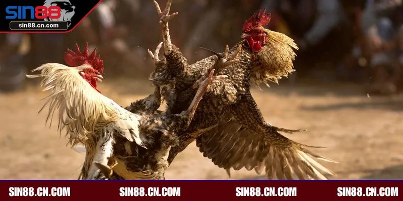 Mẹo chơi đá gà Thomo hiệu quả anh em có thể áp dụng tại SIN88