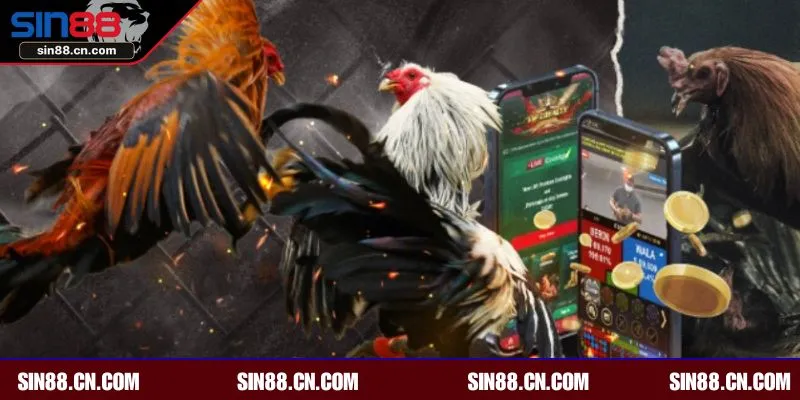 Tổng hợp các giải đáp gà uy tín tại SIN88 hiện nay