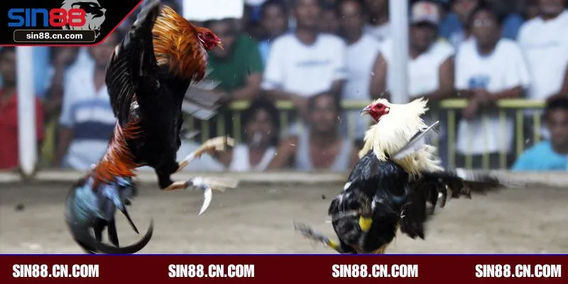 Top loại hình không nên bỏ lỡ khi đến với chọi gà online tại SIN88